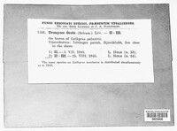 Uromyces viciae-fabae image